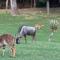 Wildehondekloof Game Lodge
