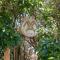 The Hive - Jungle at Misty Mountain Reserve - Stormsriviermond