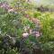 Sea Views, Hikes & Tranquility Wildside Cabin - بليتنبيرغ باي