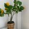 Citrus Suite by Alhaurín Loft City Center
