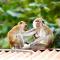 Wonderfull Orangutan sumatra hostel and tour - Bukit Lawang