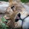 Tangala Safari Camp - Rezervace Thornybush