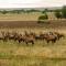 Kokolofitwe Game Lodge - Vredefort