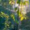 ชมไพรโฮมสเตย์ chomprai homestay - Amphoe Chiang Dao