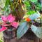 ชมไพรโฮมสเตย์ chomprai homestay - Amphoe Chiang Dao