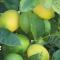 Finca Klara, Boutiquehotel - Apartment -Javea-Moraira-
