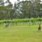 iyla Estate