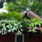 At Home Chiang Dao, Pooch Lovers - Ban Tham