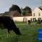 La Vache Contente - Maastricht