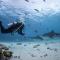 The Shark Residence - Fuvahmulah