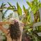 Habitat Surf Glamp