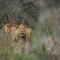 Nambiti Plains Lodge - Wildreservat Nambiti