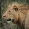Nambiti Plains Lodge - Wildreservat Nambiti