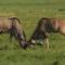 Nambiti Plains Lodge - Wildreservat Nambiti
