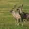 Nambiti Plains Lodge - Wildreservat Nambiti
