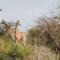 Nambiti Plains Lodge - Wildreservat Nambiti