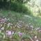 Riza Stone Cottage, romantic house, pet friendly