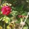 Riza Stone Cottage, romantic house, pet friendly