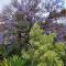 Capon Cottage