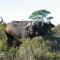 Botlierskop Tented Lodge
