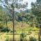 Mimosa Forest - Ấp Xuân An