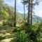 Mimosa Forest - Ấp Xuân An