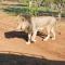 Shalakwe Hills-Inn Guesthouse Kasane