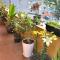 Tiny Garden House Cat Ba