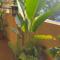 Tiny Garden House Cat Ba