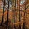 Rustic Retreat Fireplace, Casino, Camelback Close to everything! - جبل بوكنو