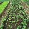 Shared Happy Farm