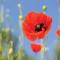 Villa Poppy