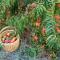Burnside Organic Farm