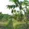 Orchard Fruit Farm Bungalow - Phu Quoc