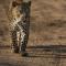 Leopard Hills Private Game Reserve - Sabi Sand Game Reserve