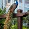 Sandals South Coast All Inclusive - Couples Only