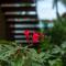 Sandals Grande St. Lucian Spa and Beach All Inclusive Resort - Couples Only - Gros Islet