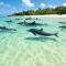 Abricotier à proximité des plages du sud