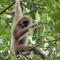 Ida Guest House & JUNGLE TREKKING - 武吉拉旺