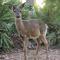 Commodores Retreat 104