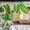 Rabbits Apartment in Paradise - Port Douglas