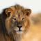 Jukskei Big5 - Lion - Fourways