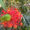 Pimento Lodge Resort