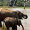 Tented Safari Camp by Base Camp Yala