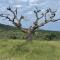 Rhino River Lodge - Manyoni Private Game Reserve