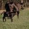 Amaroo One by Tiny Away