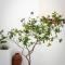 A short lemon tree - Naxos Chora
