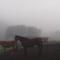 Oban Guest Farm Van Reenen - Van Reenen