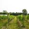 Mersea Island Vineyard