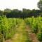 Mersea Island Vineyard